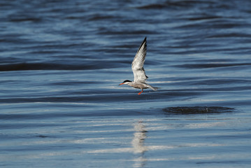White-cheeked tern fishing at Tubli creek, Bahrain 