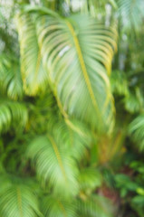 Palm leaves soft focus vertcial