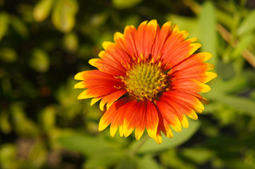 Gaillardia hybrida arizona sun or blanket flower 