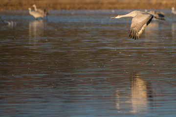 Sandhill Cranes