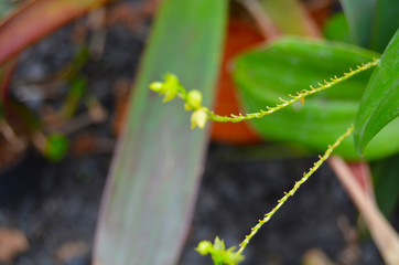 plantas y mas plantas