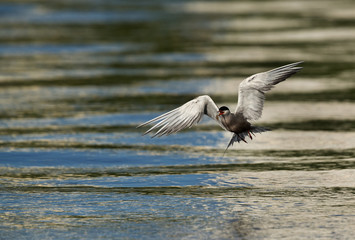 White-cheeked tern fishing at Tubli creek, Bahrain 