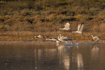 Sandhill Cranes
