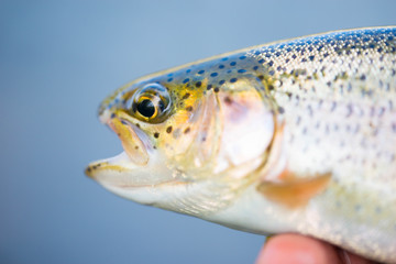 Rainbow Trout