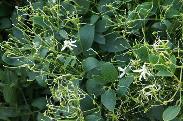 Clematis recta liana plant with white flowers