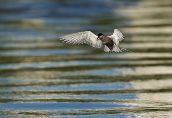 White-cheeked tern fishing at Tubli creek, Bahrain 