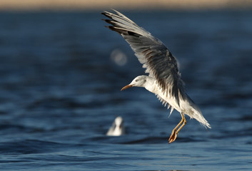 Slender-billed gull landing, Bahrain