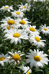 Leucanthemum vulgare  or  ox-eye daisy white flowers vertcial