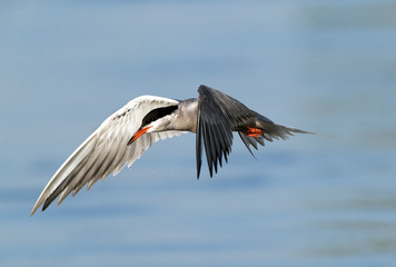 White-cheeked tern fishing, Bahrain 