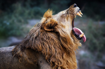 fierce lion showing his sharp teeth King lion of the jungle