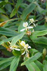 Hedychium coronarium white ginger lily plant