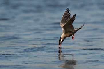 White-cheeked tern fishing, Bahrain 