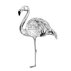 Standing flamingo, ink sketch, hand drawn vector