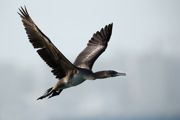 The Socotra cormorant  flying, Bahrain 