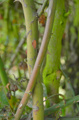 plantas y mas plantas