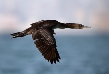 The Socotra cormorant  flying, Bahrain 