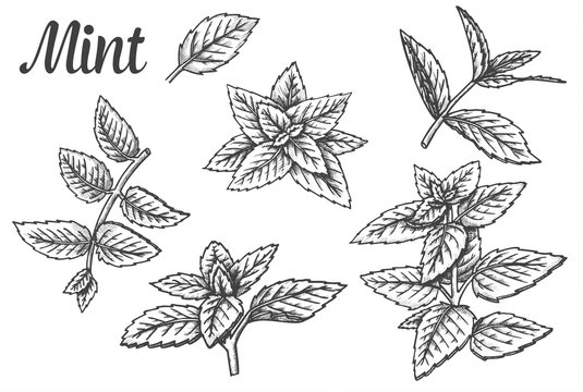 Sketches of peppermint leaves or mint leaf