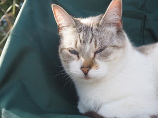  cat doing daily actions photographed up close