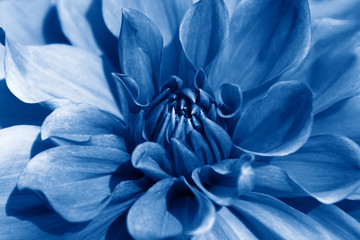 Dahlia flower closeup toned in trendy Classic Blue Color of the Year 2020