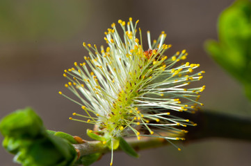 Weidenblüte