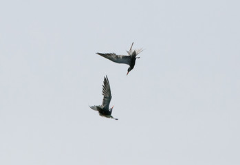 White-cheeked tern Arial fight, Bahrain  