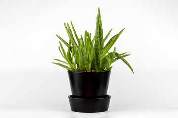 Natural green Aloe vera succulents cactus in black stylish flowerpot isolated on white background