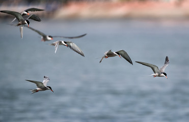 White-cheeked terns in flight, Bahrain
