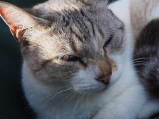  cat doing daily actions photographed up close