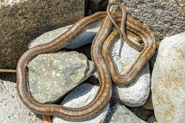 snake on the seaside rocks