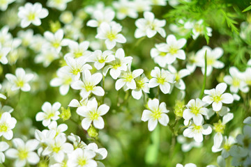 forget-me-nots