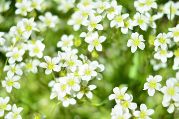 forget-me-nots