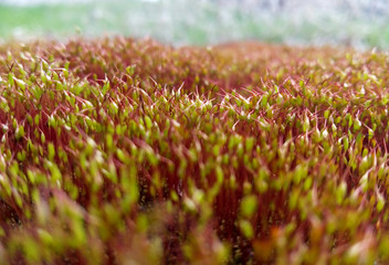 moss close up 