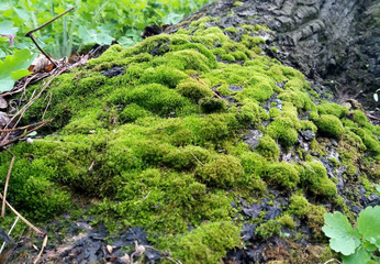 green moss on the rocks