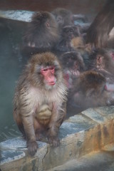 Obraz premium Monkey in the hot spring