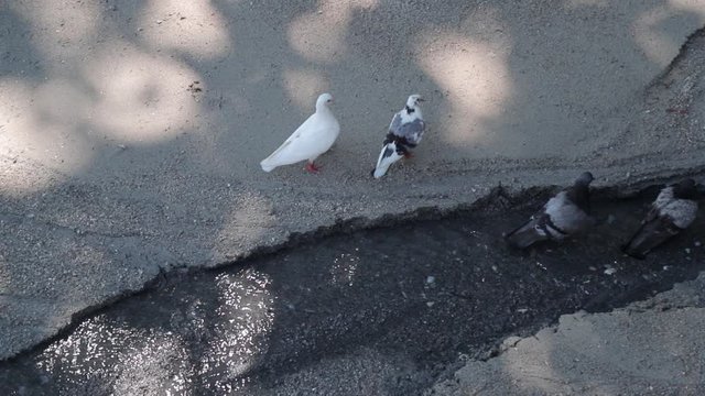 Two couple of pigeon black and white feather stay on the sand with pollution water come out, white couple run away from it
