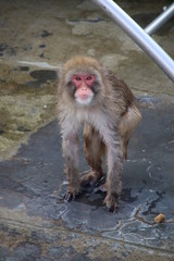 Monkey in the hot spring