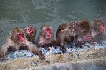Fototapeta premium Monkey in the hot spring