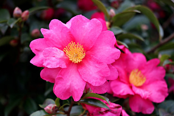 아름다운 섬 제주도의 동백꽃