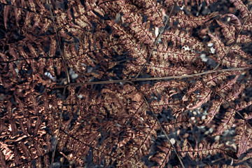 Fototapeta premium Fern leaves