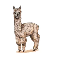Foto auf Alu-Dibond Cute standing alpaca, full color sketch, drawn © nurofina