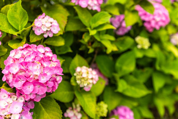 close up photo of hydrangea flowers