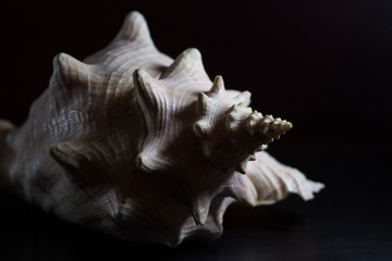 Sea shell on a black background.