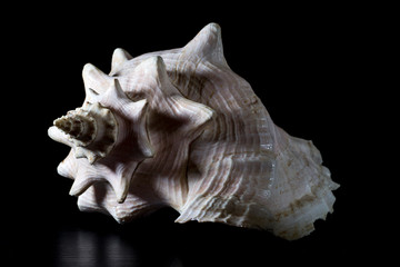 Sea shell on a black background.