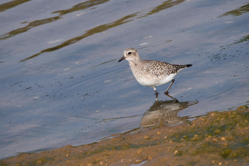 Grey Plover in South Spain Isla Cristina.