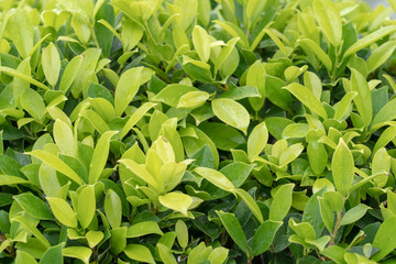 Fresh green bushes That is drenched with water drops after rain. Refreshing colors during the rainy season. Selective Focus.