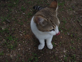 cat doing daily actions photographed up close