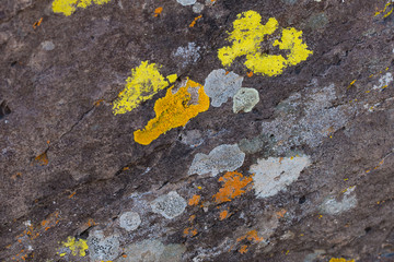 Lichen