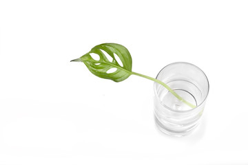 Modern plant in a glass Palm leaf monstera on a white background, top.