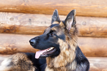 German Shepherd portrait against the wall of the log house