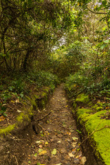 Obraz premium green path in Niijima island Japan